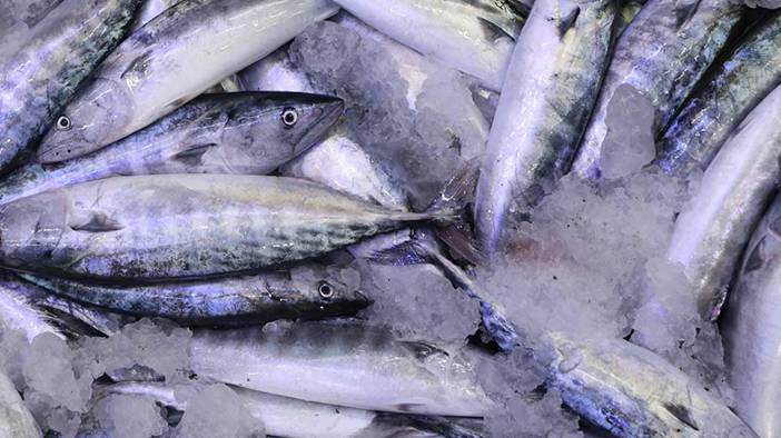 Palamutta da hile! Farkları tek tek sıraladık: Balıkçılar vatandaşı kandırıyor! 6